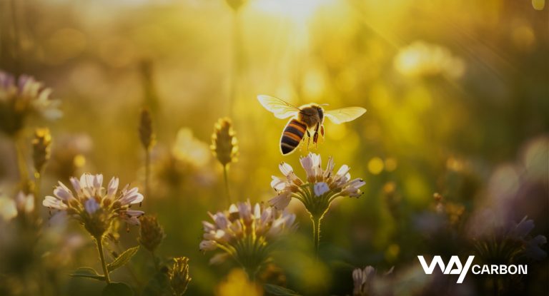 RETOMADA DA COP DA BIODIVERSIDADE 1